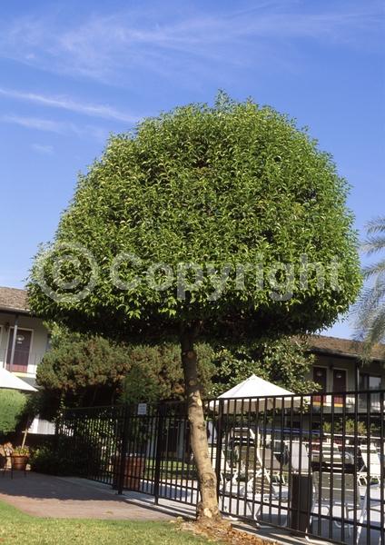 White blooms; Evergreen; Broadleaf