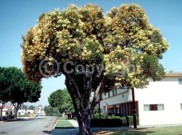 White blooms; Evergreen; Broadleaf