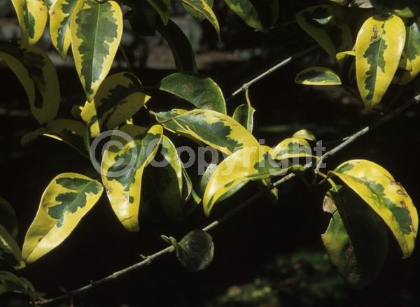 White blooms; Evergreen; Broadleaf