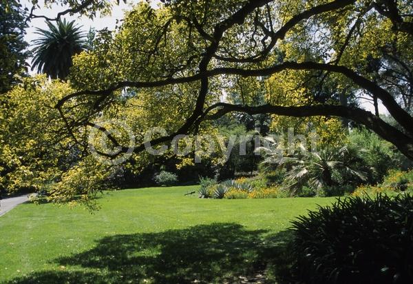 White blooms; Evergreen; Broadleaf
