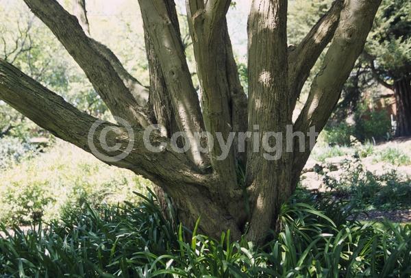White blooms; Evergreen; Broadleaf