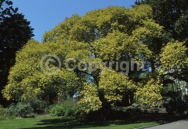 White blooms; Evergreen; Broadleaf