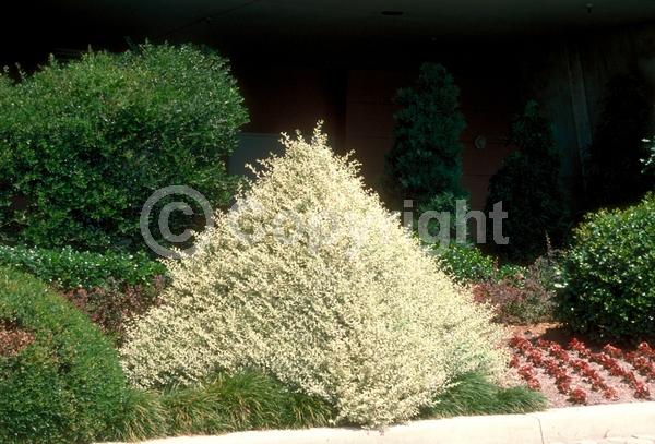 White blooms; Evergreen