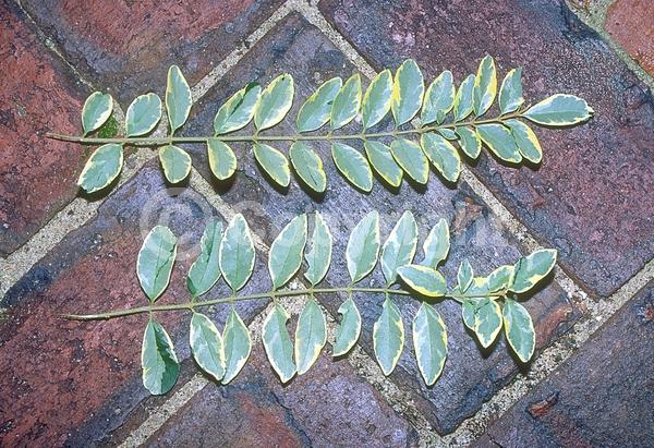 White blooms; Evergreen