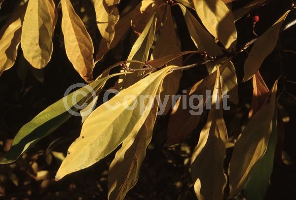Yellow blooms; Green blooms; Deciduous; Broadleaf