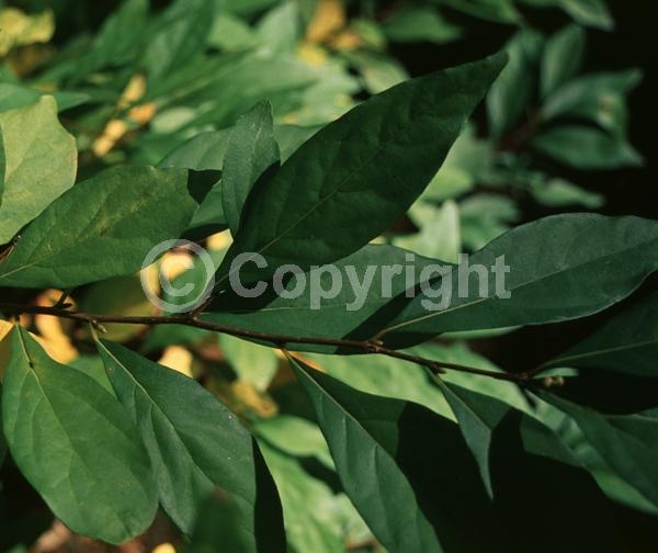 Yellow blooms; Green blooms; Deciduous; Broadleaf