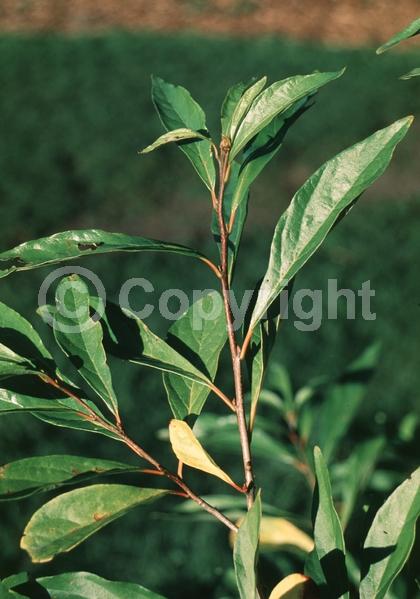Yellow blooms; Green blooms; Deciduous; Broadleaf