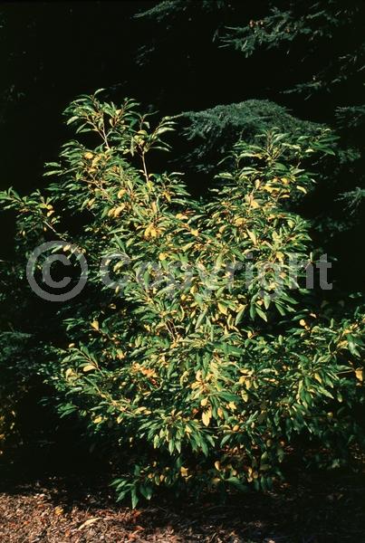 Yellow blooms; Green blooms; Deciduous; Broadleaf