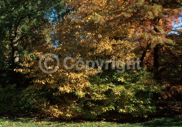 Yellow blooms; Green blooms; Deciduous; Broadleaf