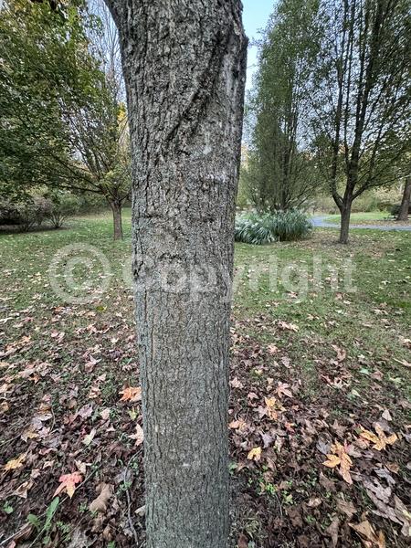 Yellow blooms; Green blooms; Deciduous; Broadleaf; North American Native