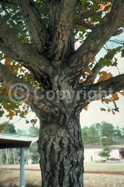 Green blooms; Deciduous; Broadleaf