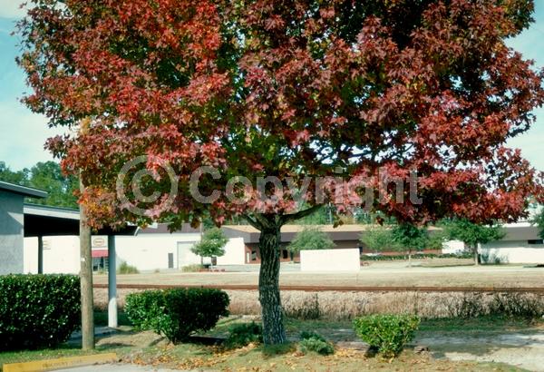 Green blooms; Deciduous; Broadleaf