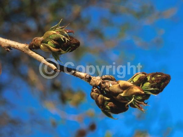 Green blooms; Deciduous; Broadleaf