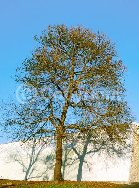 Green blooms; Deciduous; Broadleaf