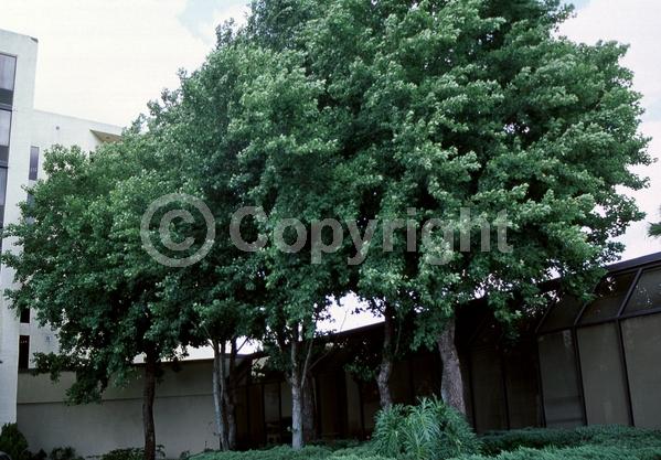 Green blooms; Deciduous; Broadleaf
