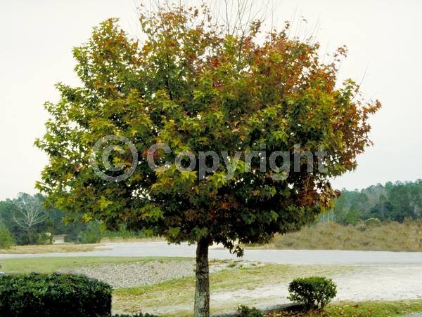 Green blooms; Deciduous; Broadleaf
