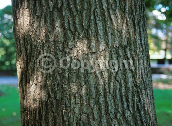 Green blooms; Deciduous; Broadleaf