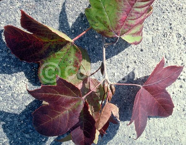 Green blooms; Deciduous; Broadleaf