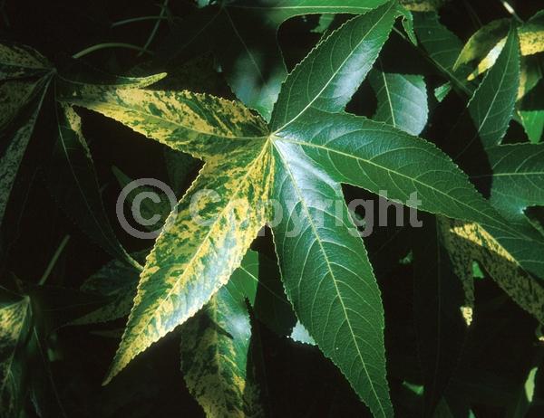 Yellow blooms; Green blooms; Deciduous; Broadleaf; North American Native