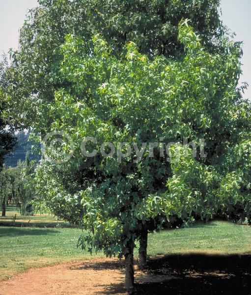 Yellow blooms; Green blooms; Deciduous; Broadleaf; North American Native