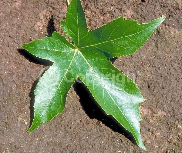 Yellow blooms; Green blooms; Deciduous; Broadleaf; North American Native