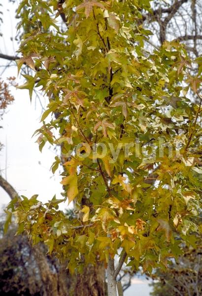Yellow blooms; Green blooms; Deciduous; Broadleaf; North American Native
