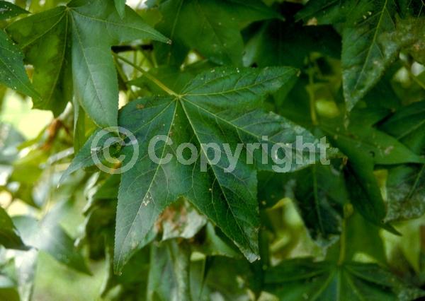 Yellow blooms; Green blooms; Deciduous; Broadleaf; North American Native