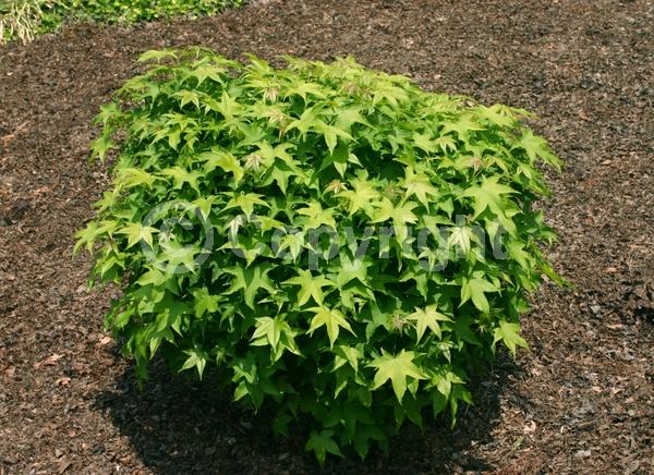 Yellow blooms; Green blooms; Deciduous; North American Native