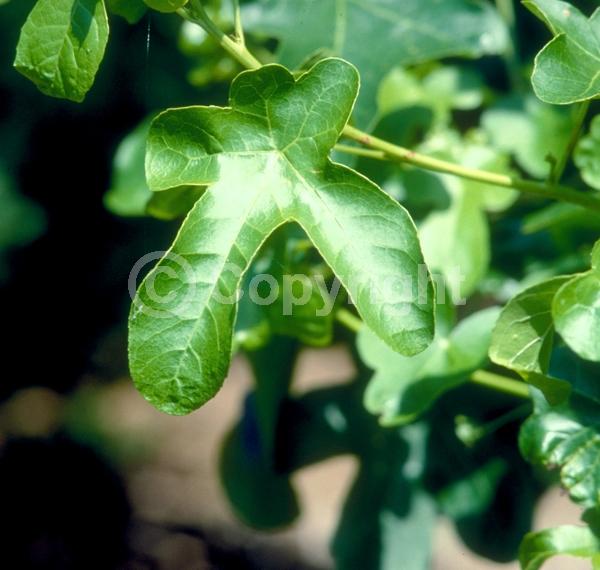 Yellow blooms; Green blooms; Deciduous; Broadleaf; North American Native