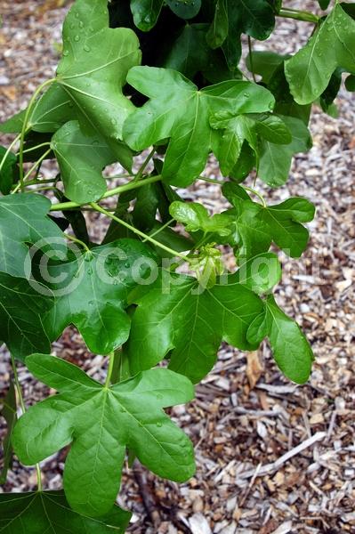 Yellow blooms; Green blooms; Deciduous; Broadleaf; North American Native