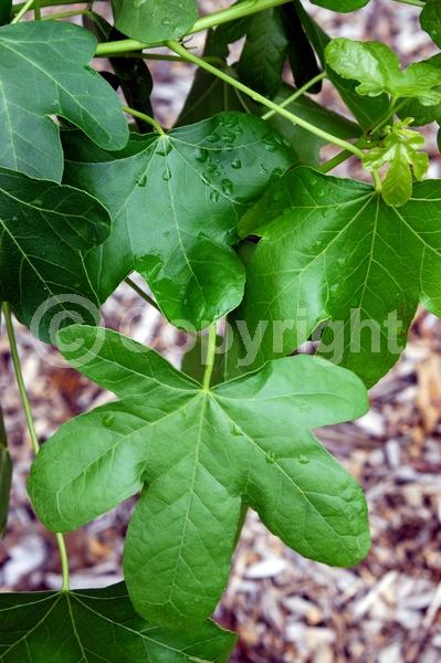 Yellow blooms; Green blooms; Deciduous; Broadleaf; North American Native