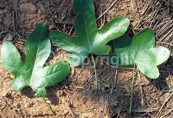 Yellow blooms; Green blooms; Deciduous; Broadleaf; North American Native