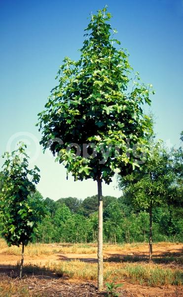Yellow blooms; Green blooms; Deciduous; Broadleaf; North American Native