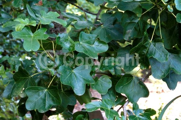 Yellow blooms; Green blooms; Deciduous; Broadleaf; North American Native