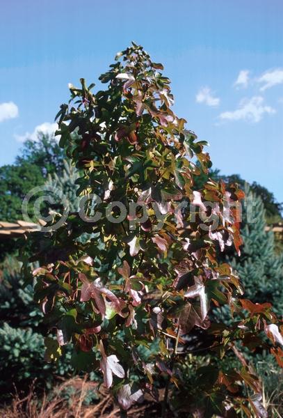 Yellow blooms; Green blooms; Deciduous; Broadleaf; North American Native