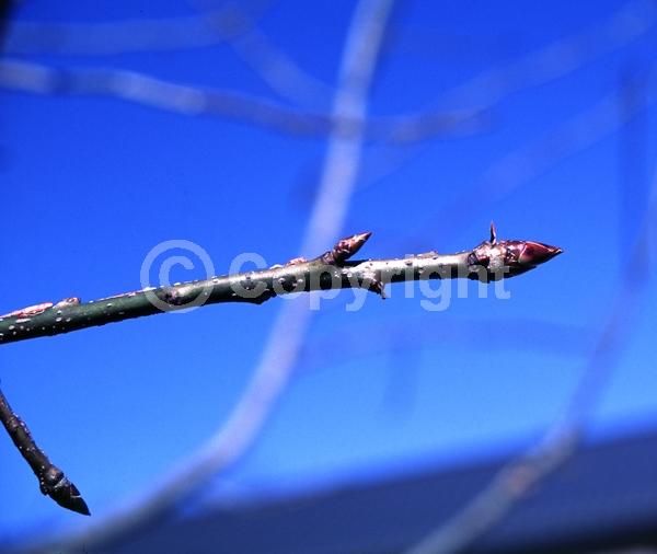 Yellow blooms; Green blooms; Deciduous; Broadleaf; North American Native