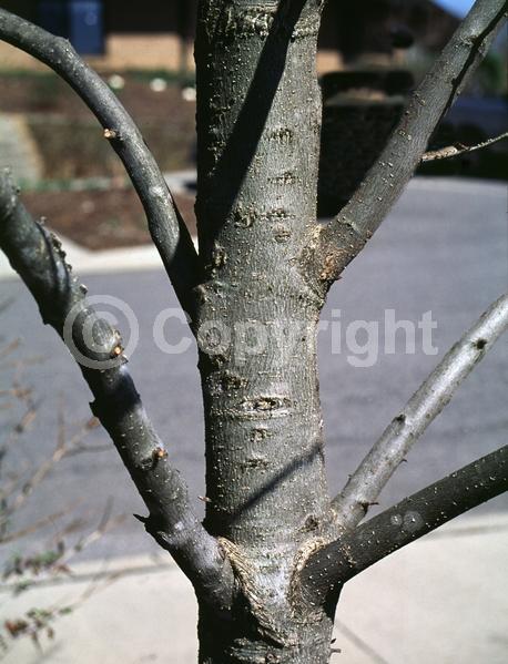 Yellow blooms; Green blooms; Deciduous; Broadleaf; North American Native