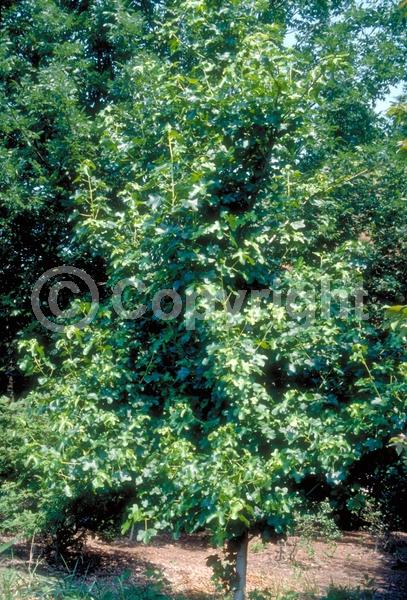 Yellow blooms; Green blooms; Deciduous; Broadleaf; North American Native