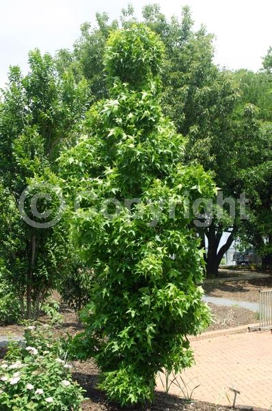 Yellow blooms; Green blooms; Deciduous; Broadleaf; North American Native