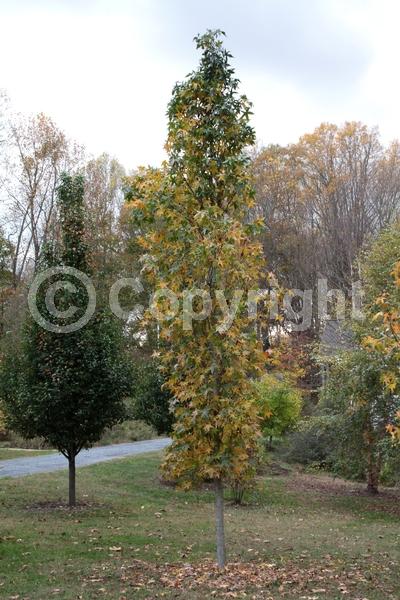 Yellow blooms; Green blooms; Deciduous; Broadleaf; North American Native