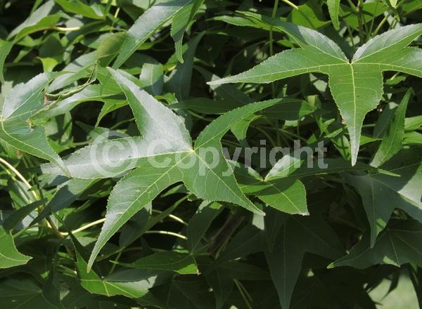 Yellow blooms; Green blooms; Deciduous; Broadleaf; North American Native