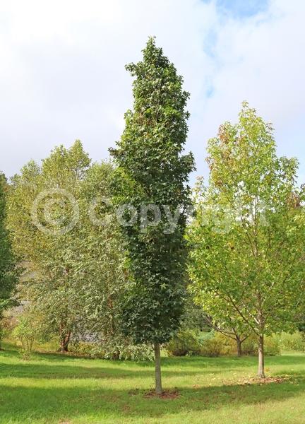 Yellow blooms; Green blooms; Deciduous; Broadleaf; North American Native