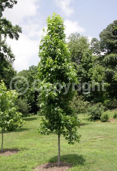 Yellow blooms; Green blooms; Deciduous; Broadleaf; North American Native