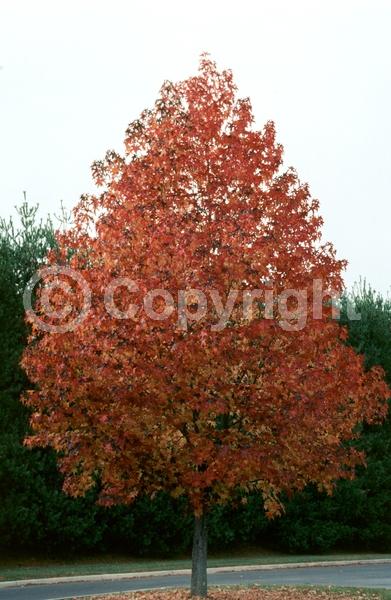 Yellow blooms; Green blooms; Deciduous; Broadleaf; North American Native