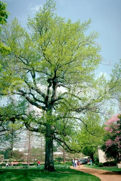 Yellow blooms; Green blooms; Deciduous; Broadleaf; North American Native