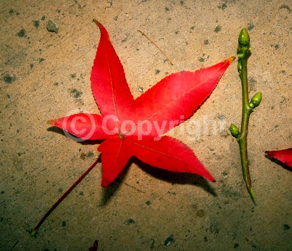 Yellow blooms; Green blooms; Deciduous; Broadleaf; North American Native