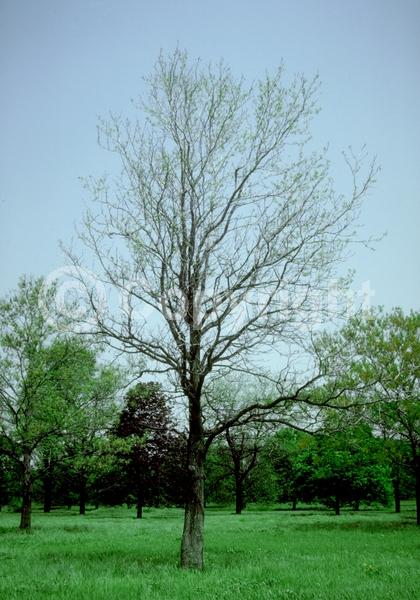 Yellow blooms; Green blooms; Deciduous; Broadleaf; North American Native