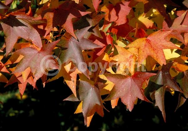 Yellow blooms; Green blooms; Deciduous; Broadleaf; North American Native