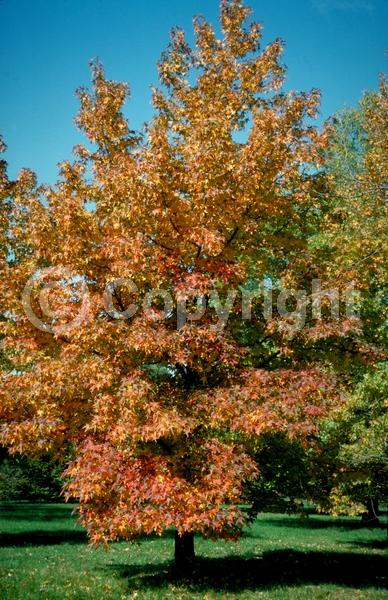 Yellow blooms; Green blooms; Deciduous; Broadleaf; North American Native