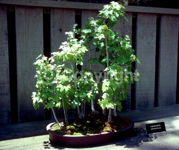 Yellow blooms; Green blooms; Deciduous; Broadleaf; North American Native